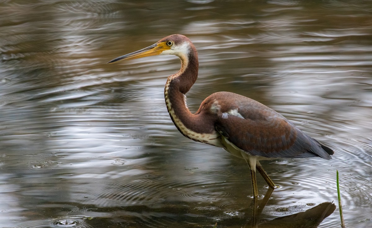 Tricolored Heron - ML358337791