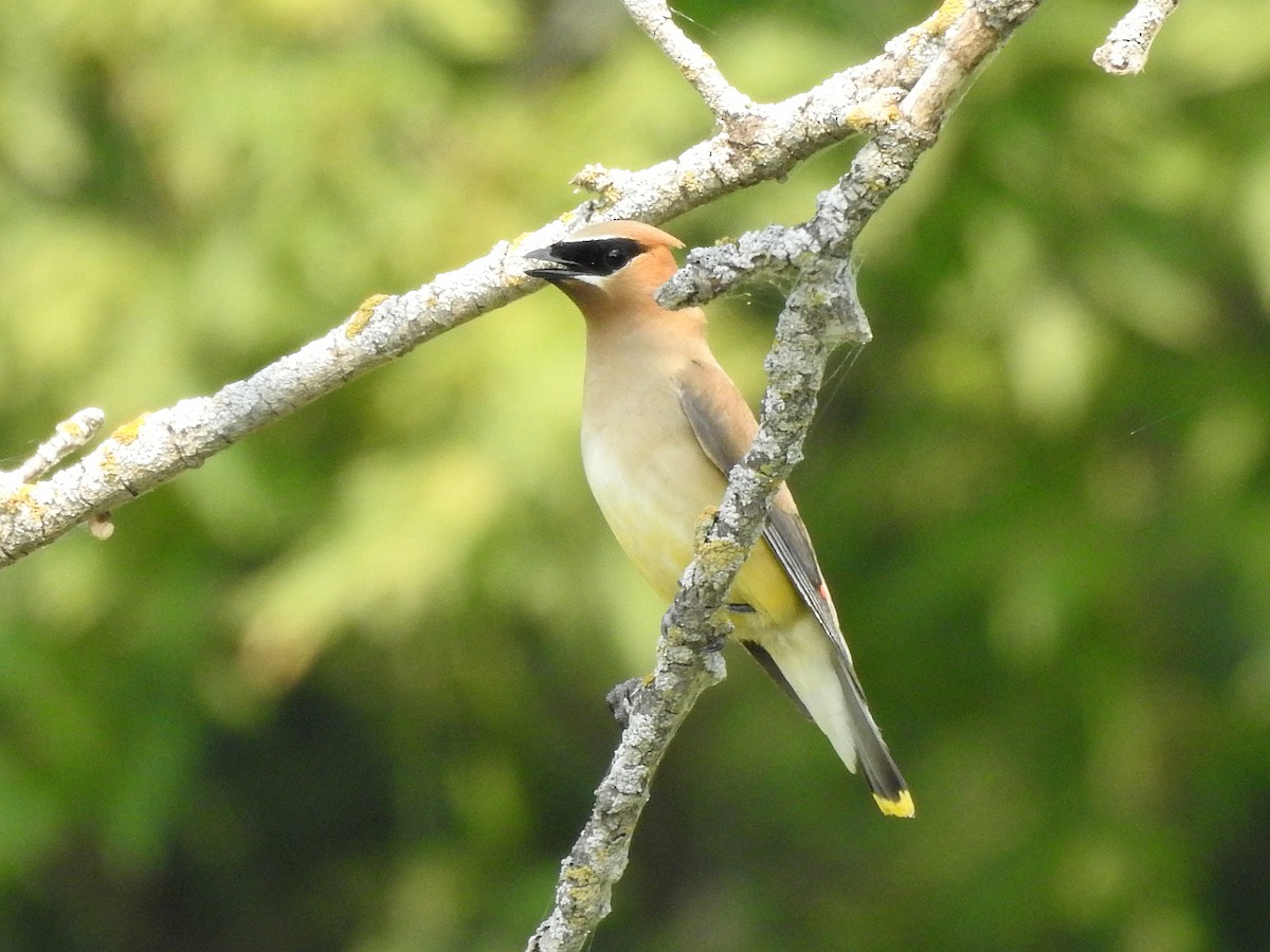 Cedar Waxwing - ML358337811