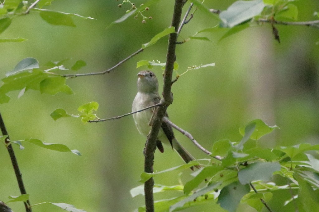 Moucherolle tchébec - ML358338441