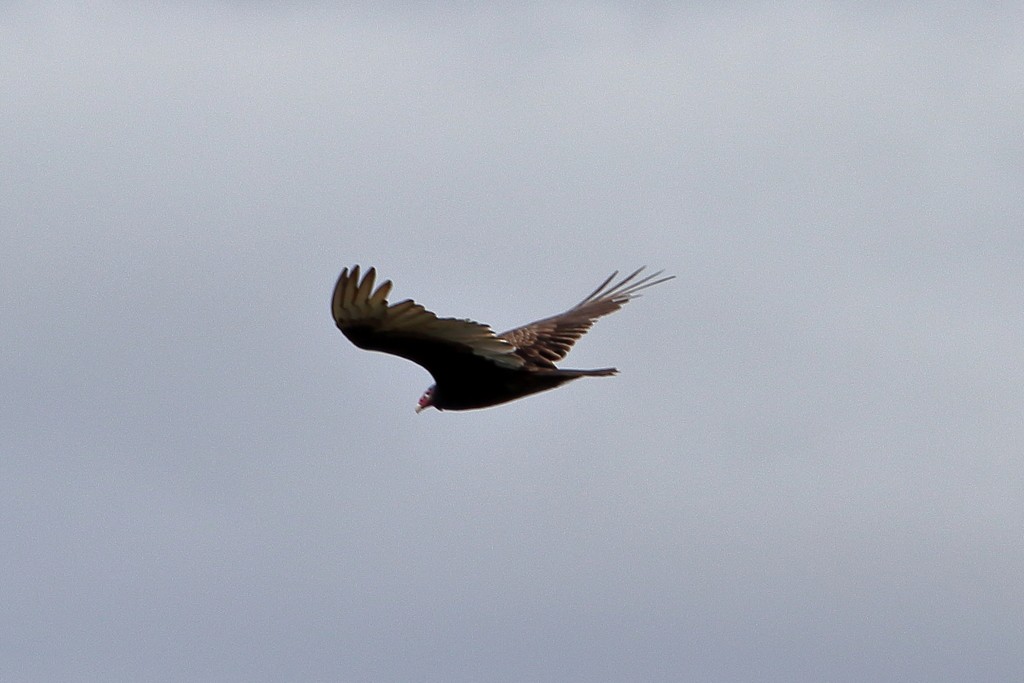 Turkey Vulture - ML358338951