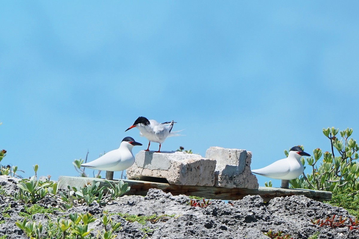 Roseate Tern - ML358339041