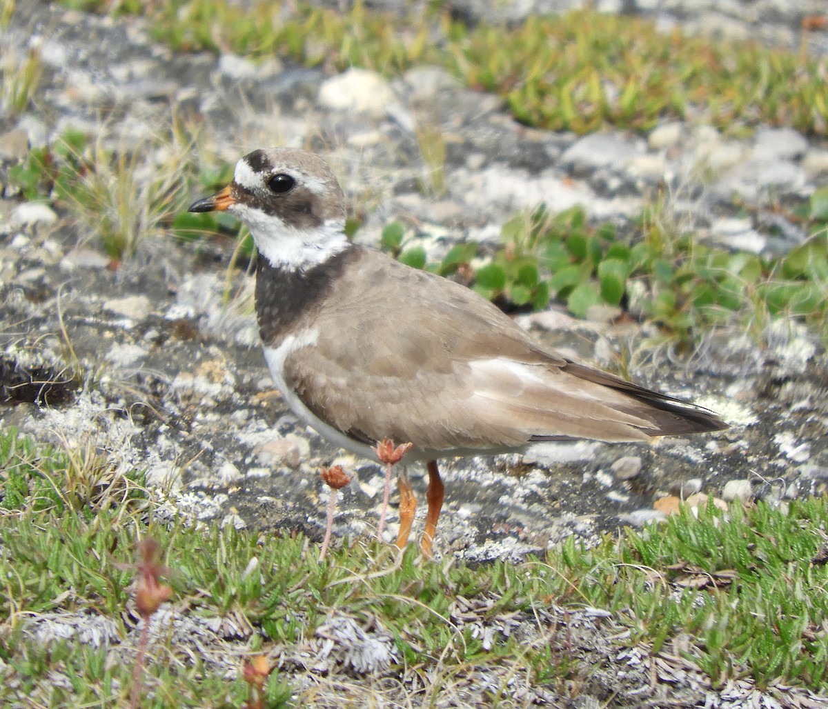 Common Ringed Plover - ML358339371