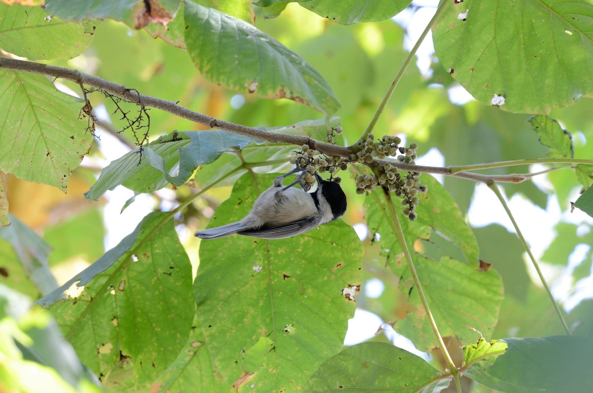 Carolina Chickadee - Barry Blust