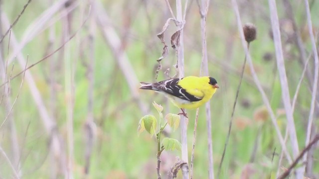 American Goldfinch - ML358340561