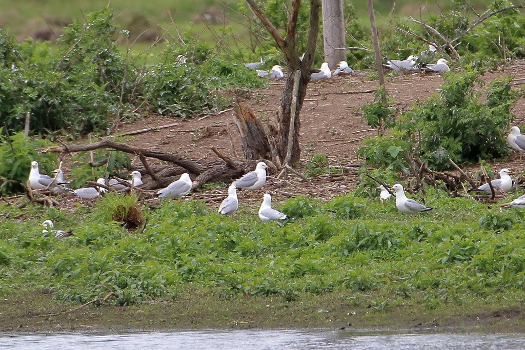 Ring-billed Gull - ML358340571