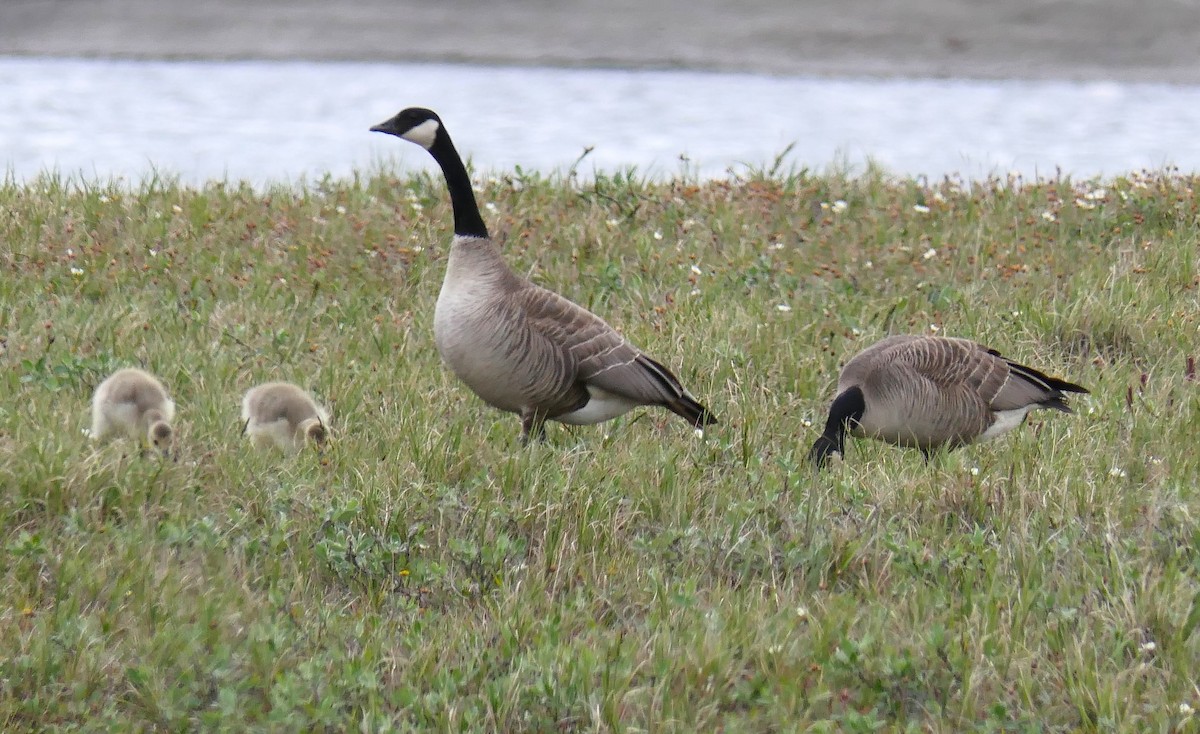 Canada Goose - ML358340921