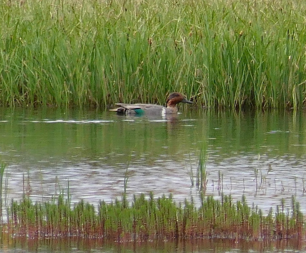 Green-winged Teal - ML358341861