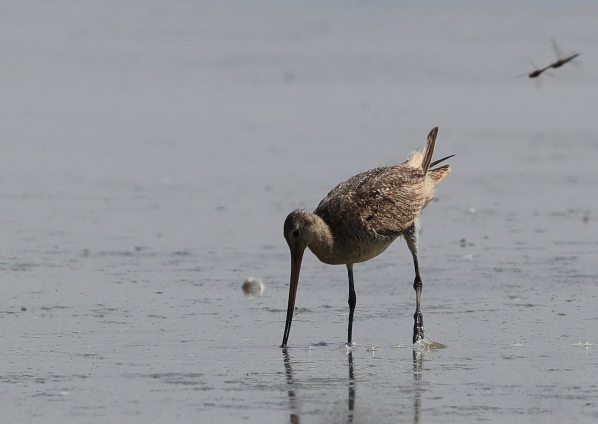 Marbled Godwit - ML358342851