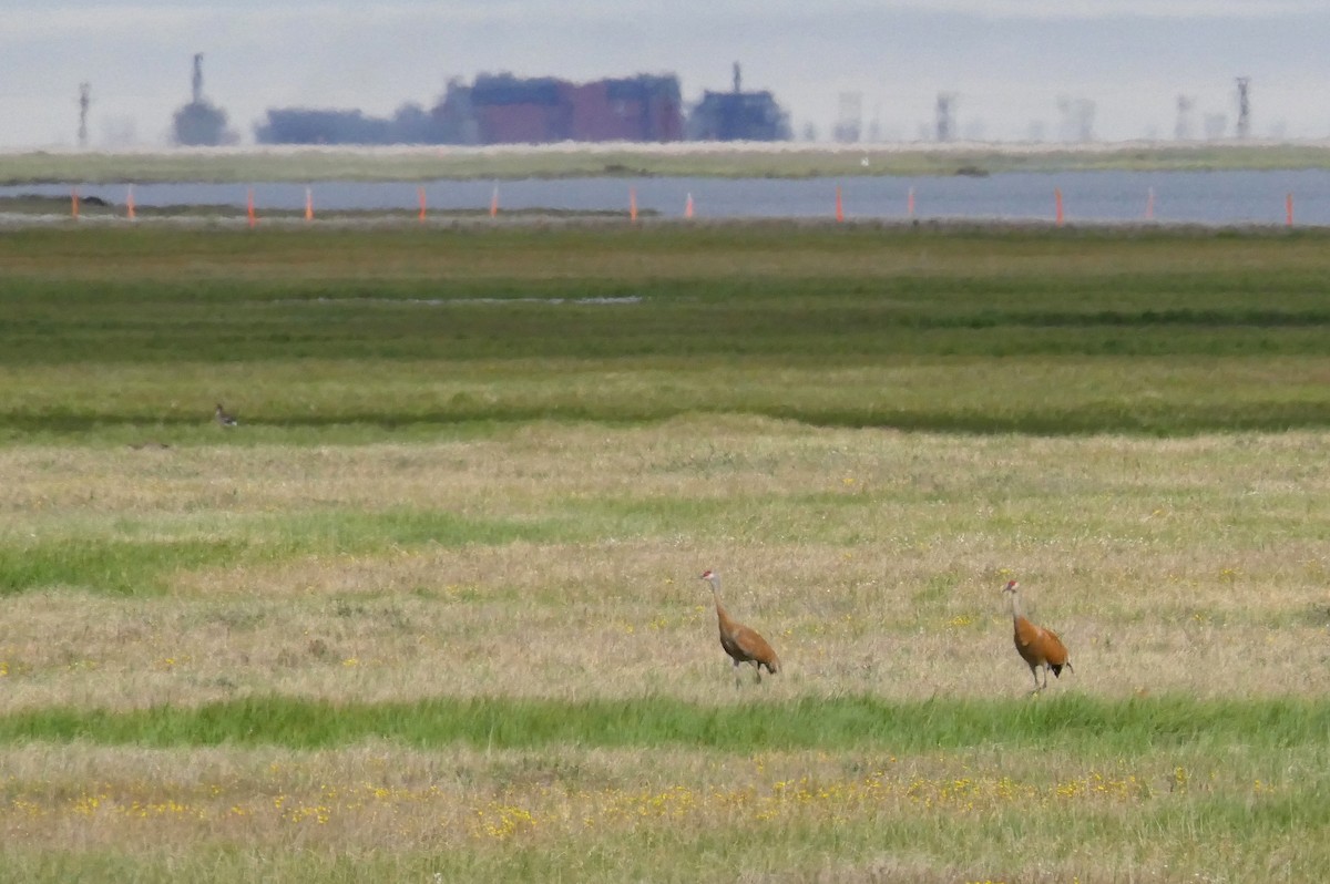 Sandhill Crane - Stacy Studebaker