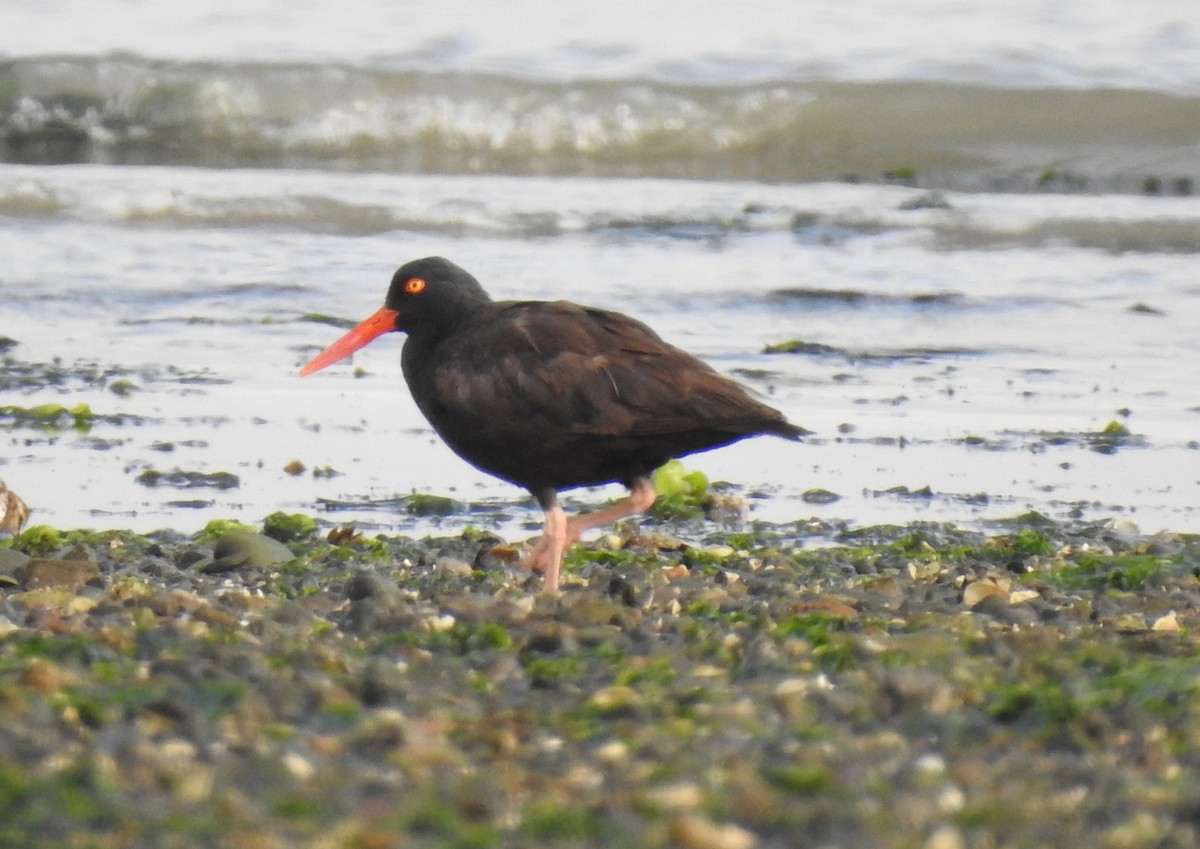 Black Oystercatcher - ML358345711