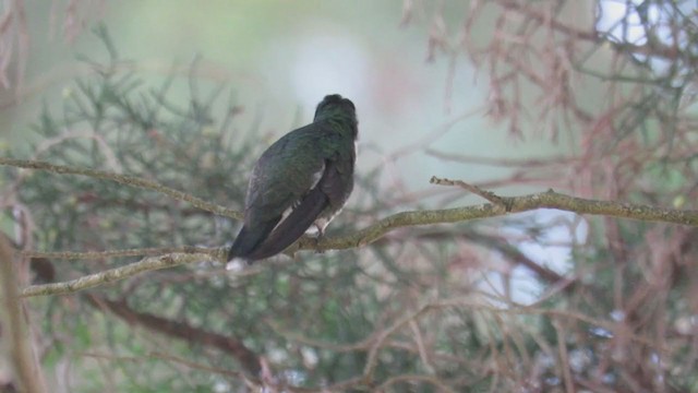 White-throated Hummingbird - ML358349211