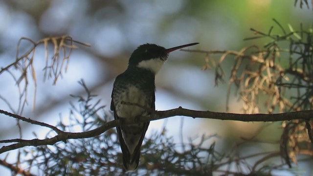 Colibrí Gargantilla - ML358349351