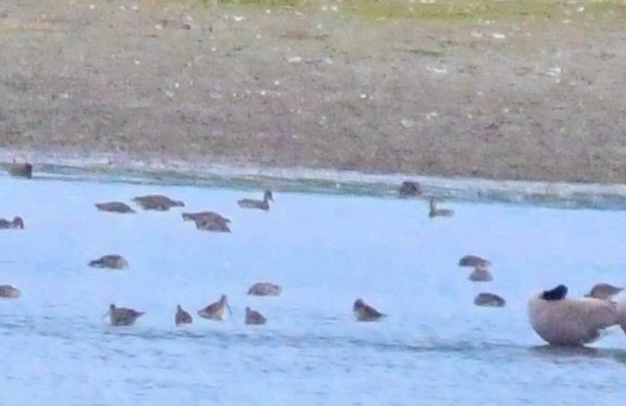 Long-billed Dowitcher - ML35834981