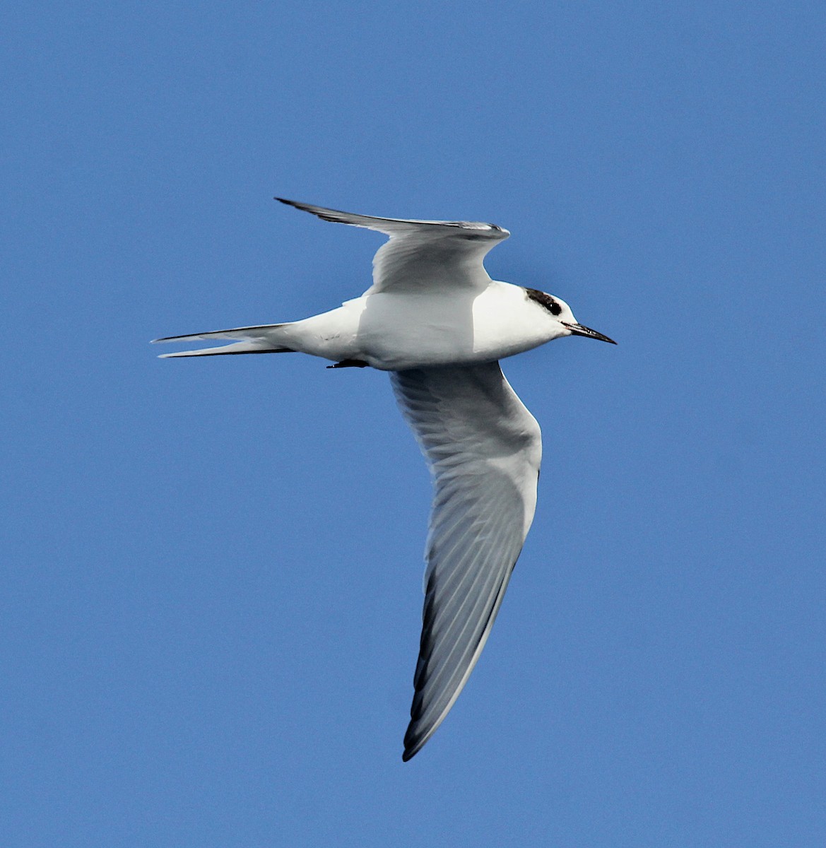 Arctic Tern - Niel Bruce