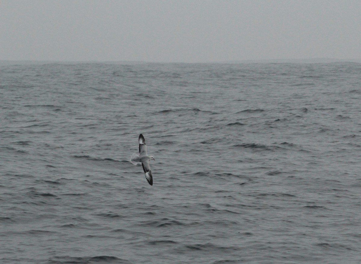 Southern Fulmar - ML358350901