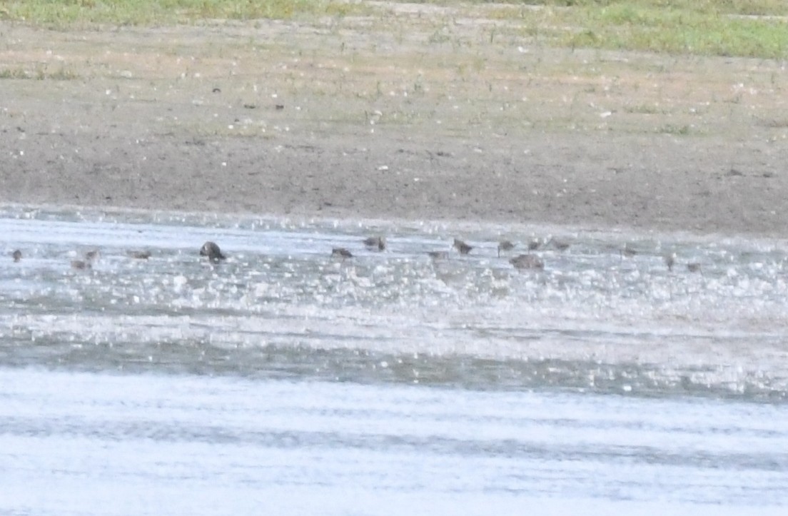 Long-billed Dowitcher - ML35835111