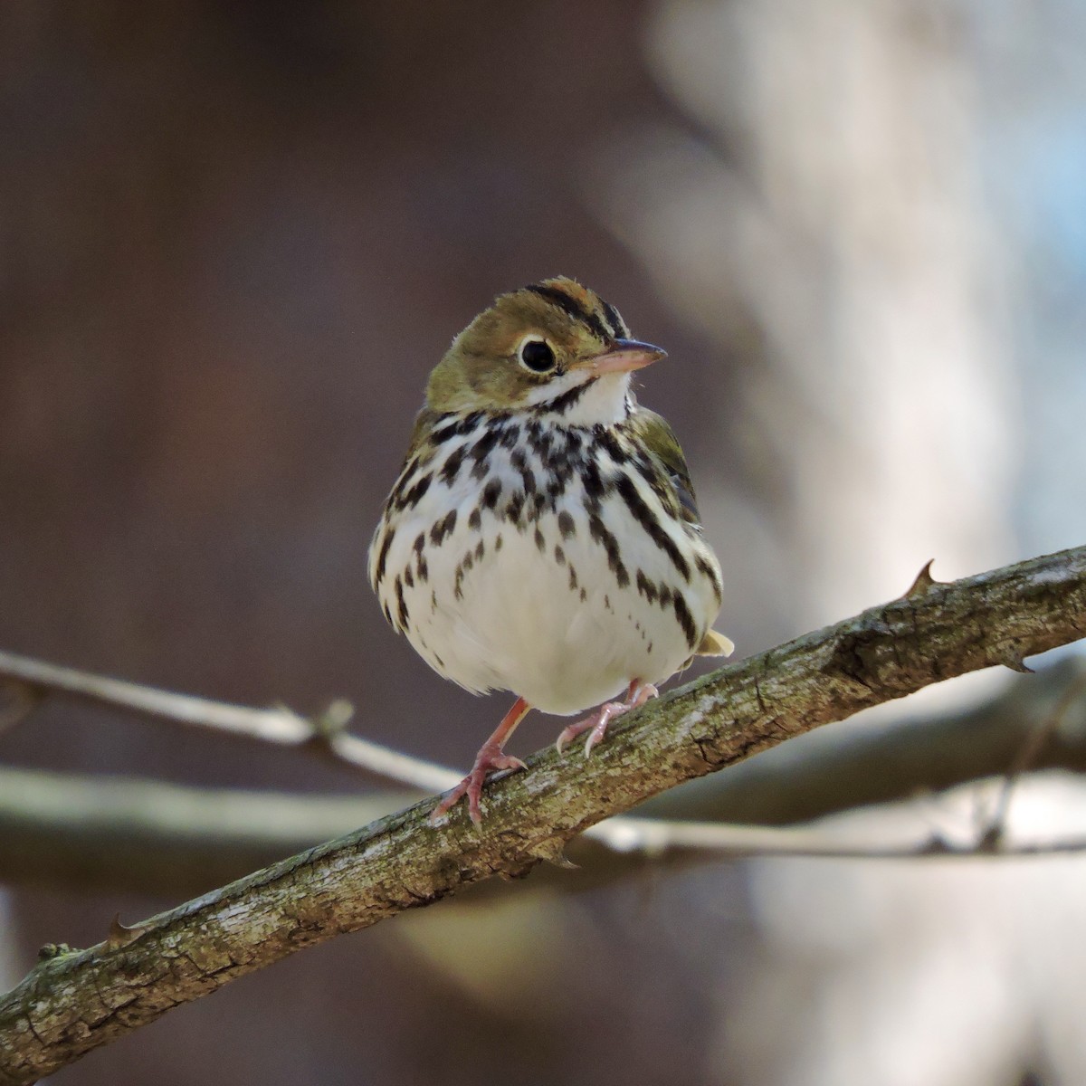 Ovenbird - ML35835151