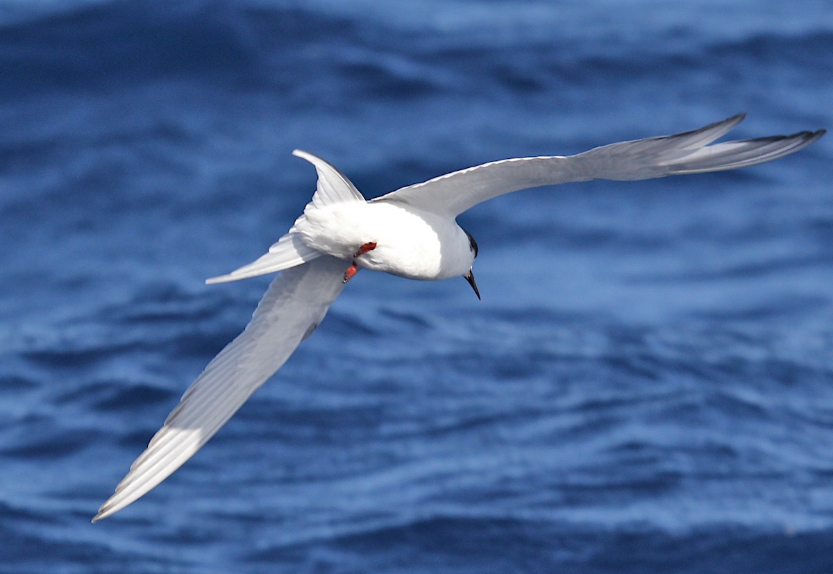 Arctic Tern - ML358352551