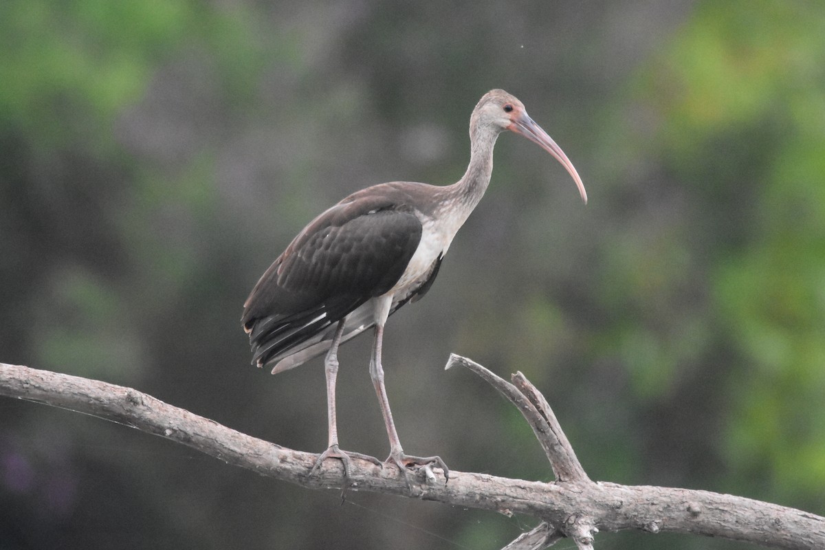 White Ibis - ML358354761