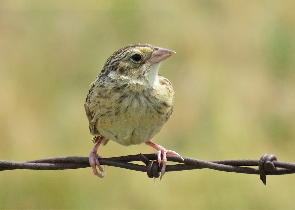 Grasshopper Sparrow - ML358355191