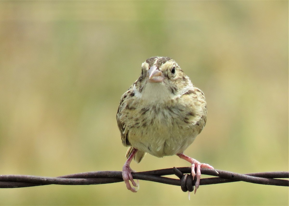 Grasshopper Sparrow - ML358355251