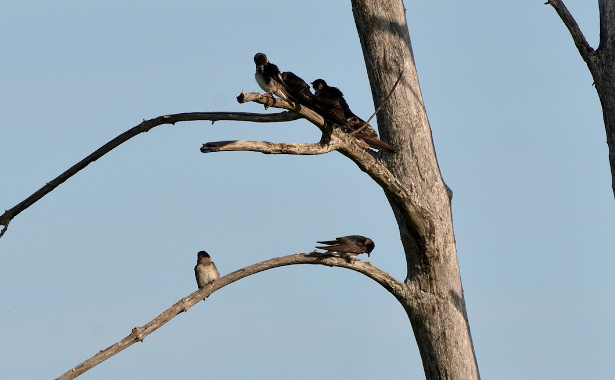 Purple Martin - ML358355271