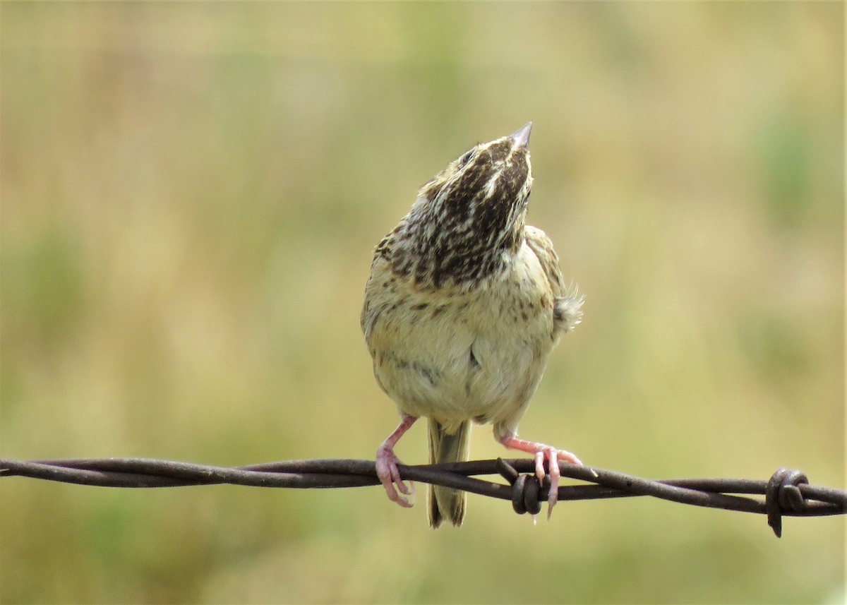Grasshopper Sparrow - ML358355321