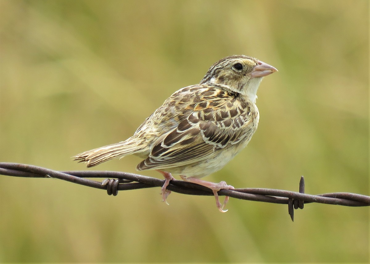 Grasshopper Sparrow - ML358355421
