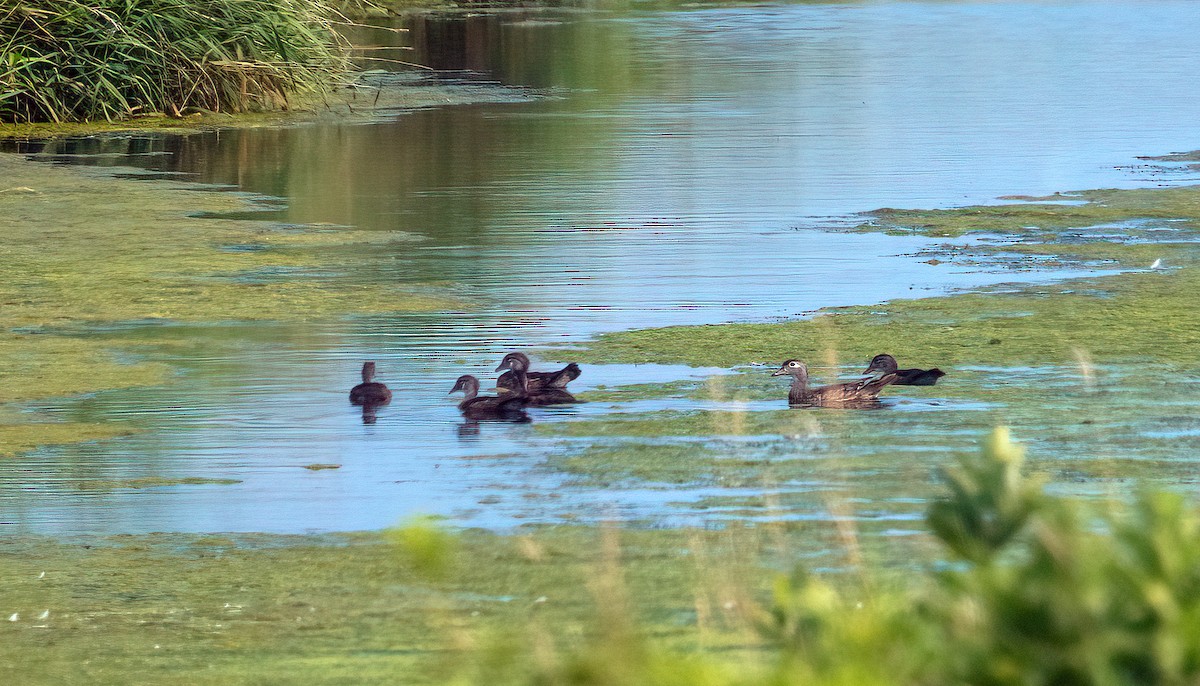 Wood Duck - ML358355561