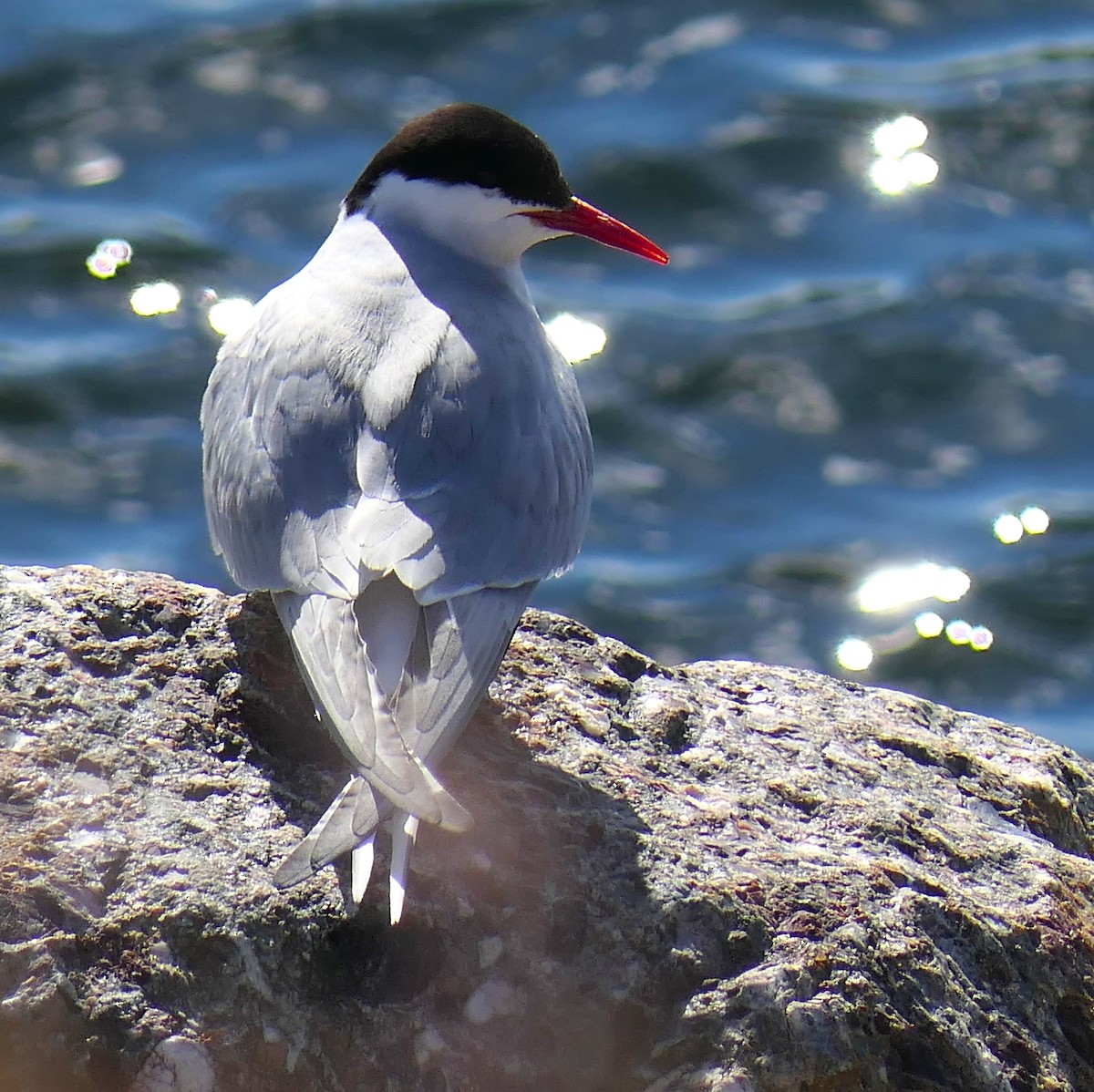 Arctic Tern - ML358356091