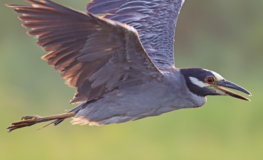 Yellow-crowned Night Heron - ML358356761