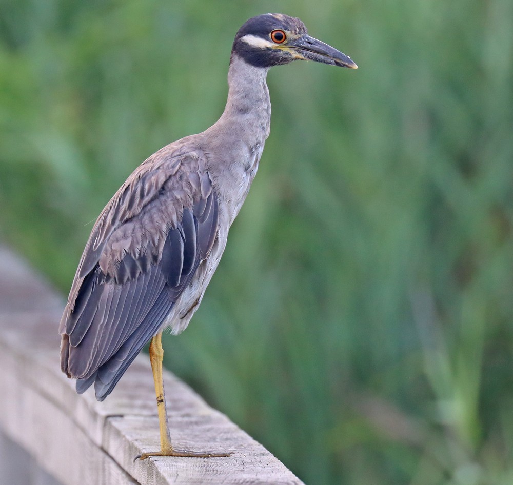 Yellow-crowned Night Heron - Corey Finger