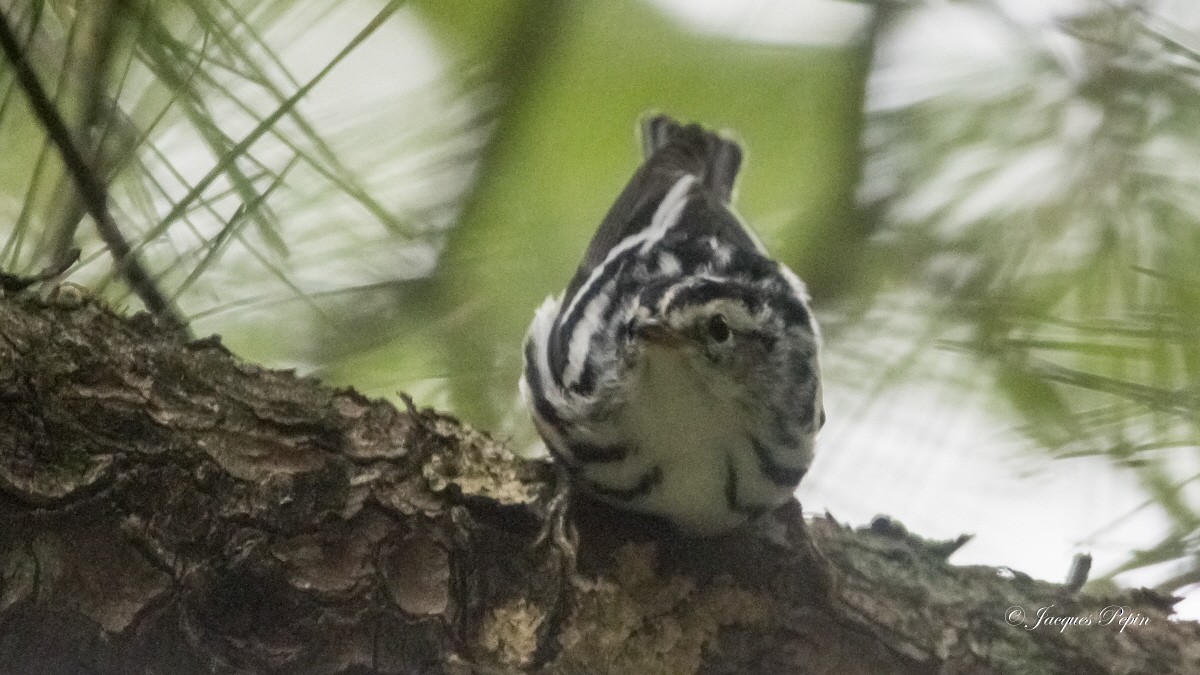 Black-and-white Warbler - ML358356871