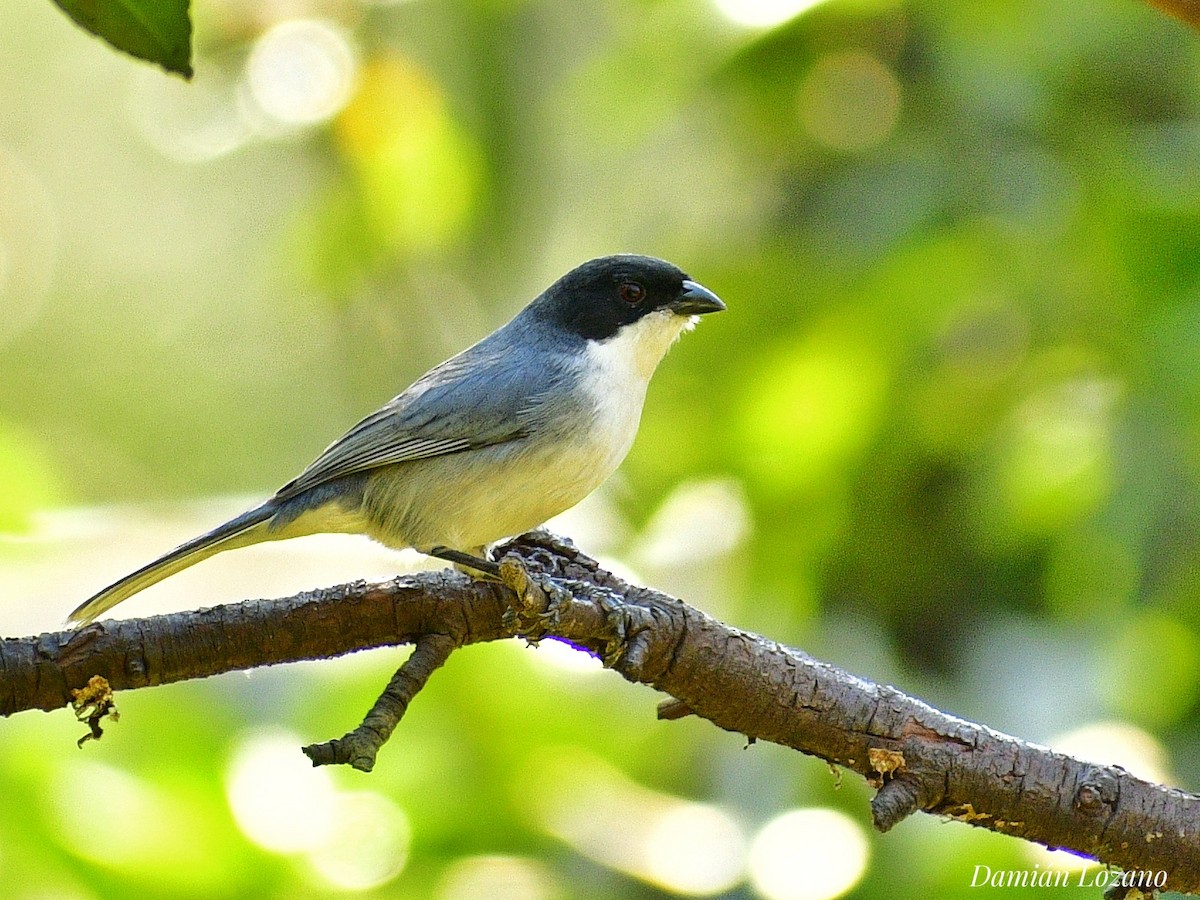 Black-capped Warbling Finch - ML358357621