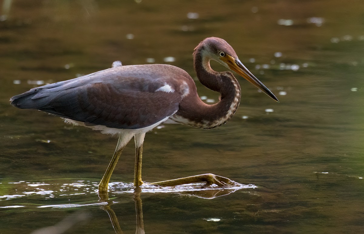 Tricolored Heron - ML358357641