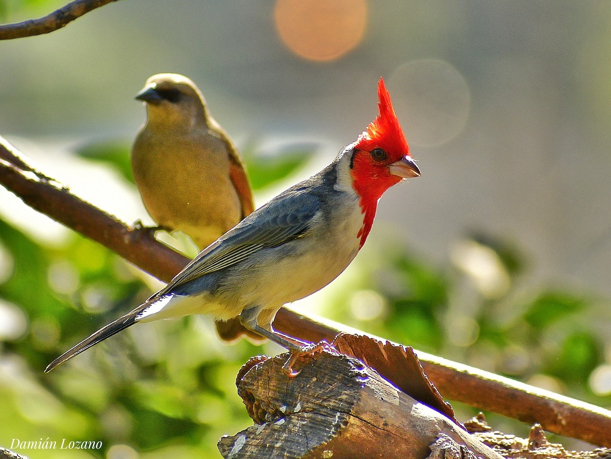 Red-crested Cardinal - ML358357651