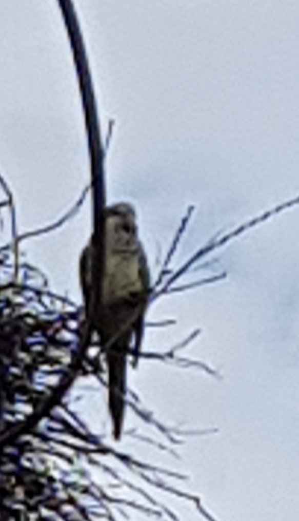 Monk Parakeet - ML358358111