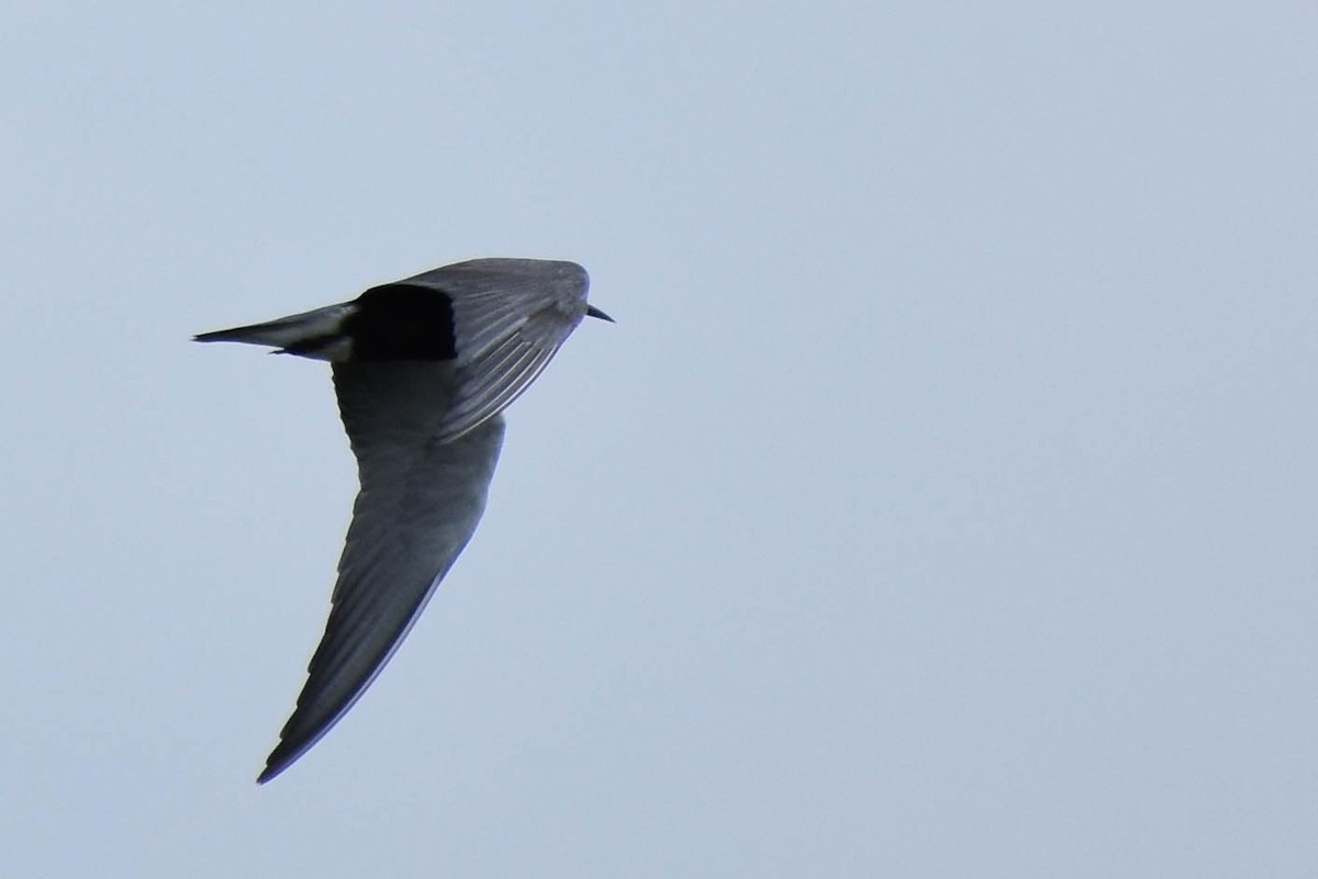 Black Tern - ML358361451