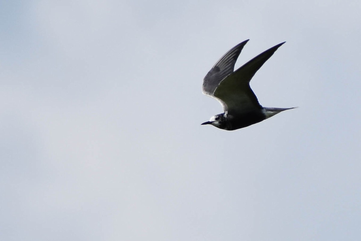 Black Tern - ML358361461