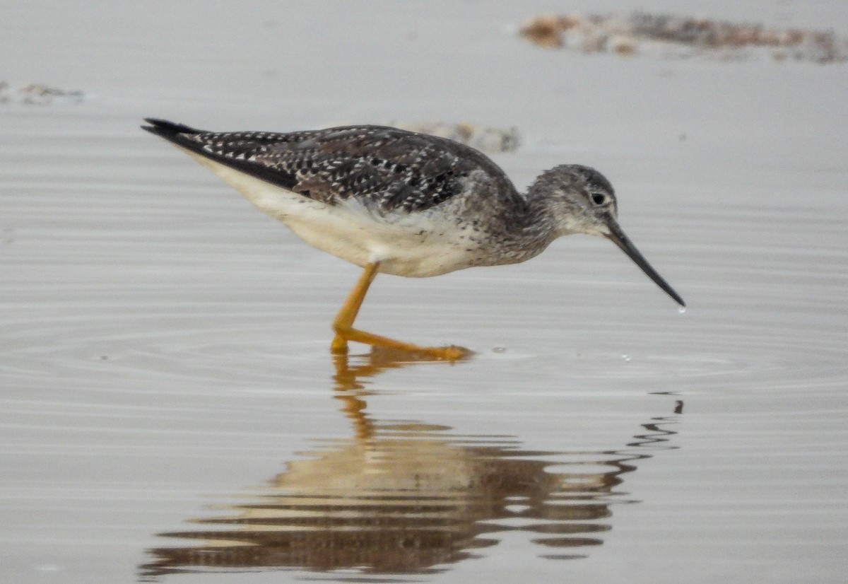 Greater Yellowlegs - ML358362361