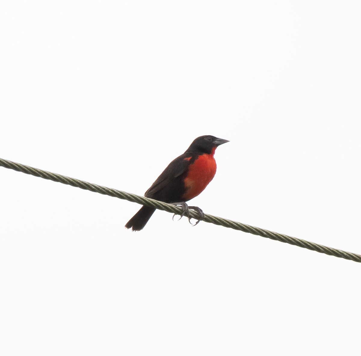 Red-breasted Meadowlark - Gordon Karre