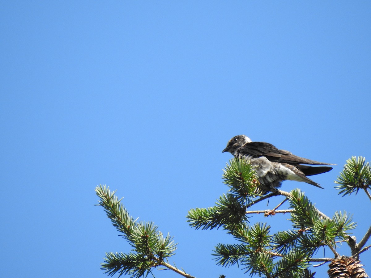 Purple Martin - ML358363691