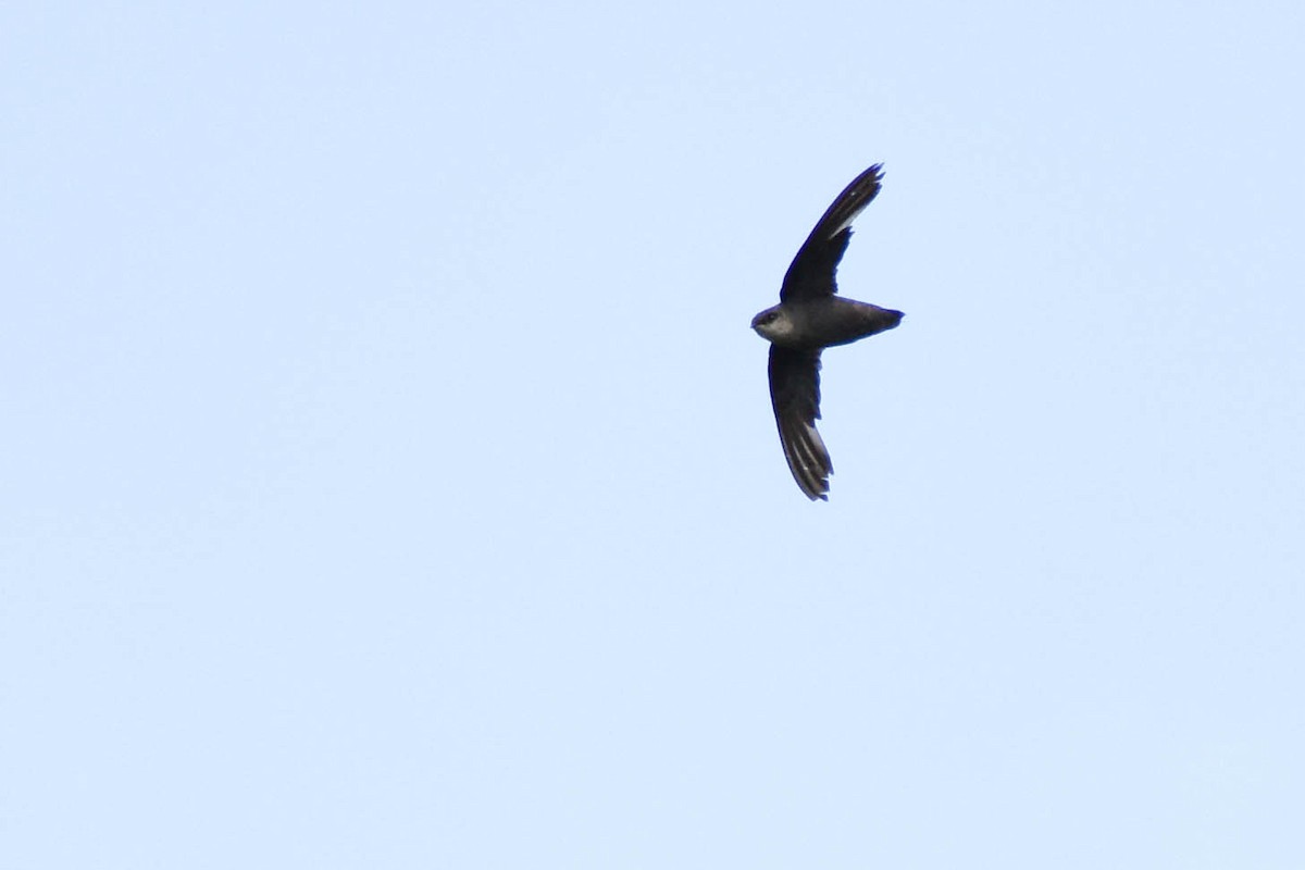 Chimney Swift - ML358364111