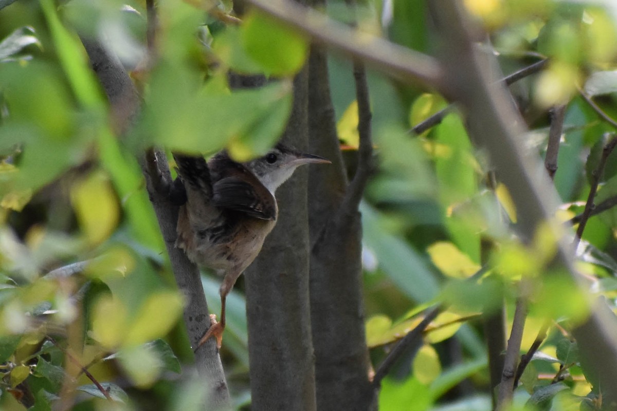 Marsh Wren - ML358364181