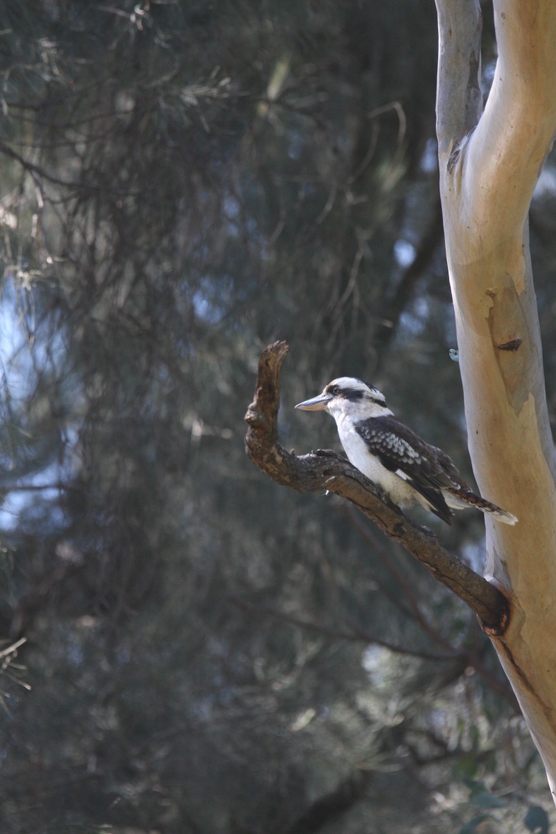 Laughing Kookaburra - caleb decker