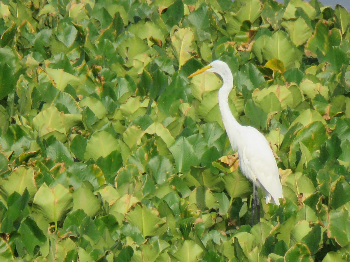 Great Egret - ML358364411