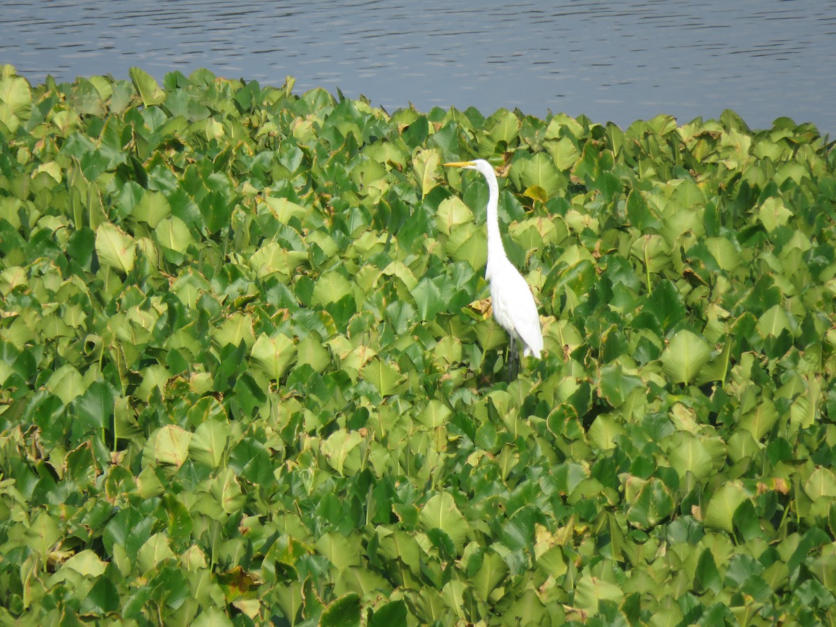 Great Egret - ML358364421