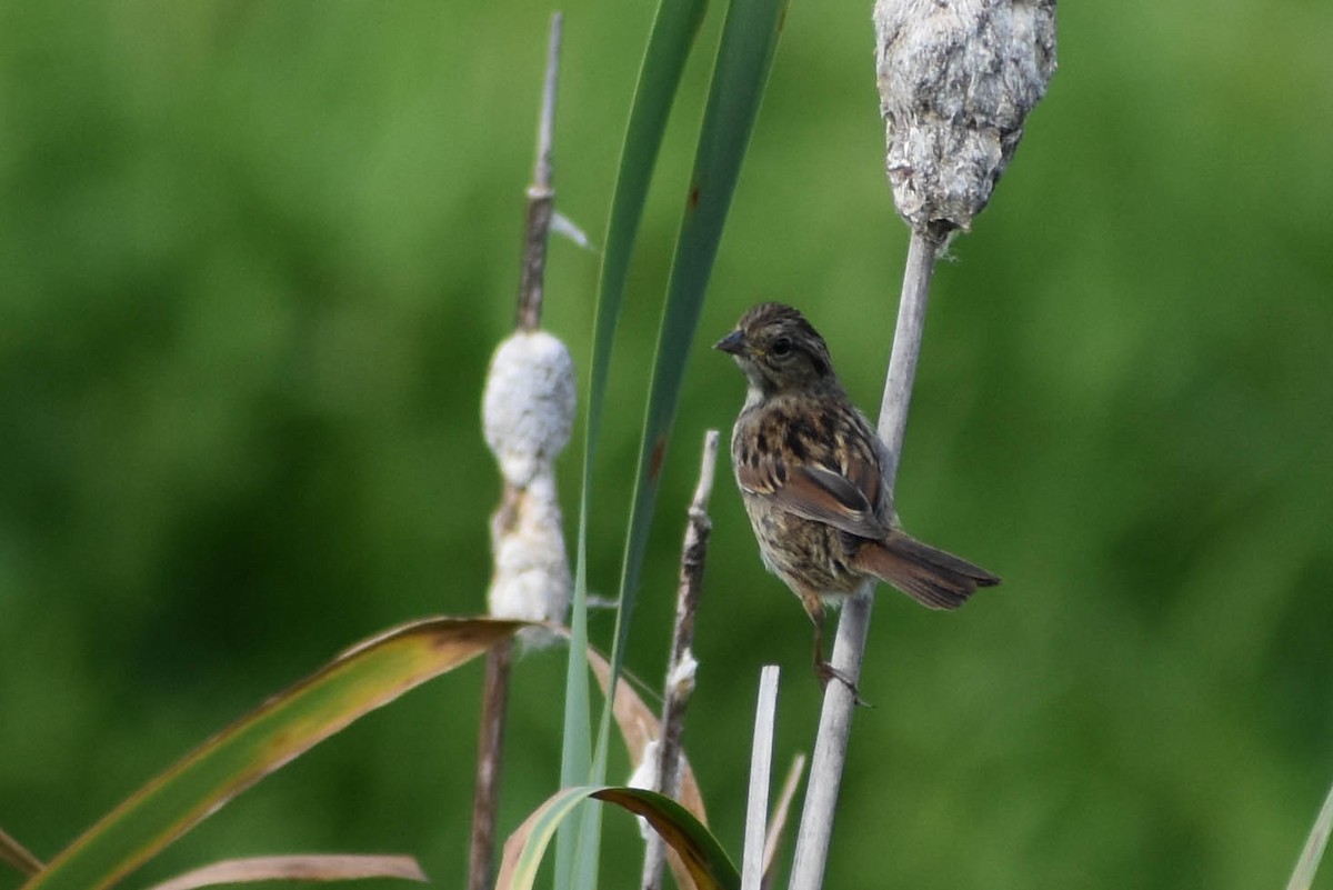 Swamp Sparrow - ML358364951