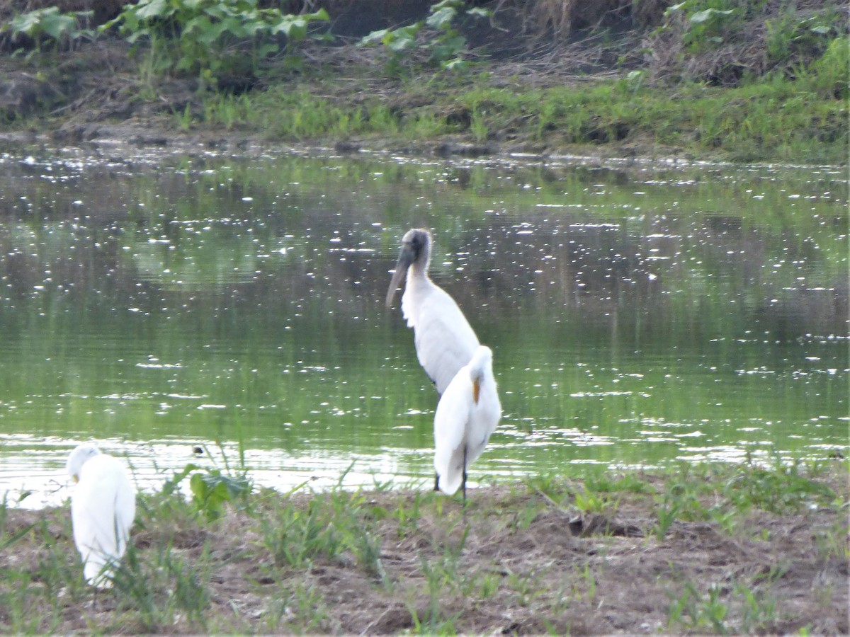 Wood Stork - ML358365881