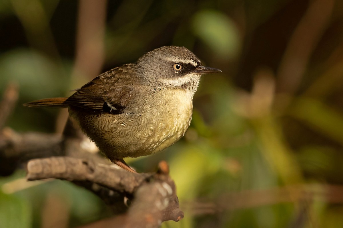 White-browed Scrubwren (White-browed) - David Irving